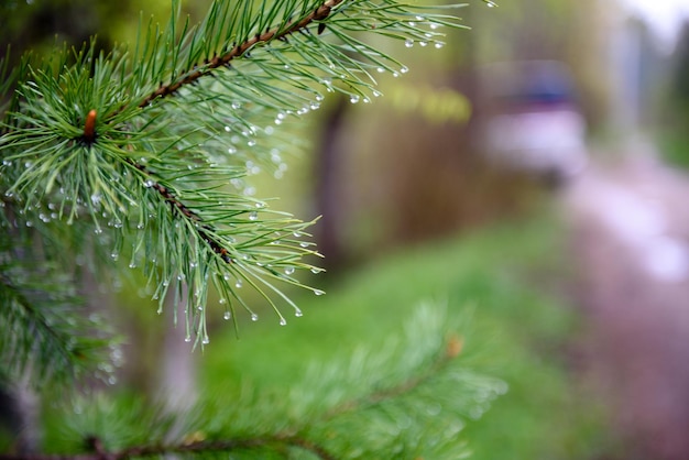 Regendruppels op een sparren takcloseup Regenachtig weer