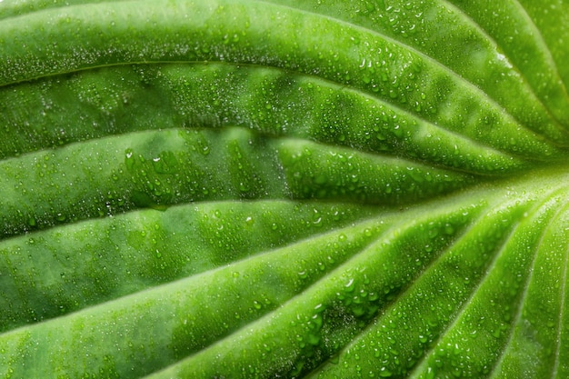 Regendruppels op groen blad macrofoto Waterdruppels dauw op blad Natuurlijke achtergrond