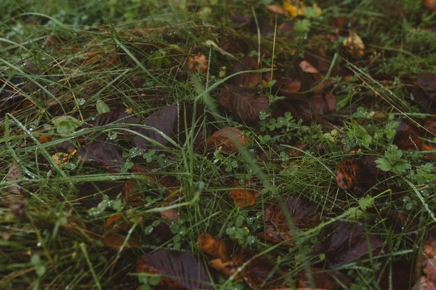 Foto regendruppels op groen gras natuurlijke textuur voor achtergrond