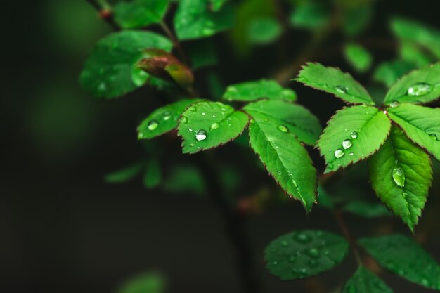 Regendruppels op groen lood Omgeving lente en zomertuin Humeurige achtergrondfoto