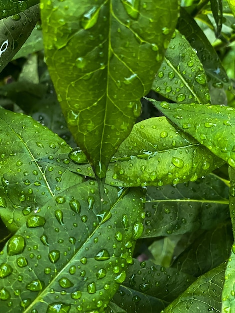 regendruppels op groene bladeren close-up natuurlijke achtergrond