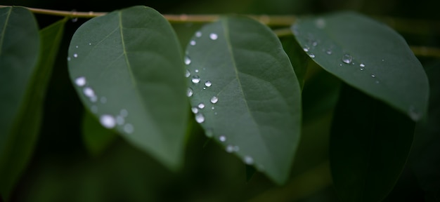 Regendruppels op groene bladeren