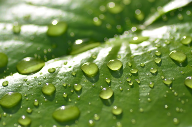 regendruppels op groene lotus blad close-up