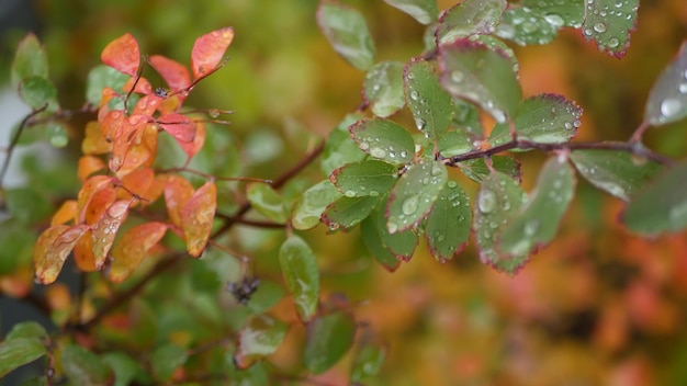 Regendruppels op herfstbladeren waterdruppels nat herfstblad in bos of bos