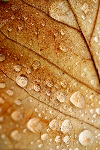 regendruppels op het bruine blad in de natuur in de herfstseizoen