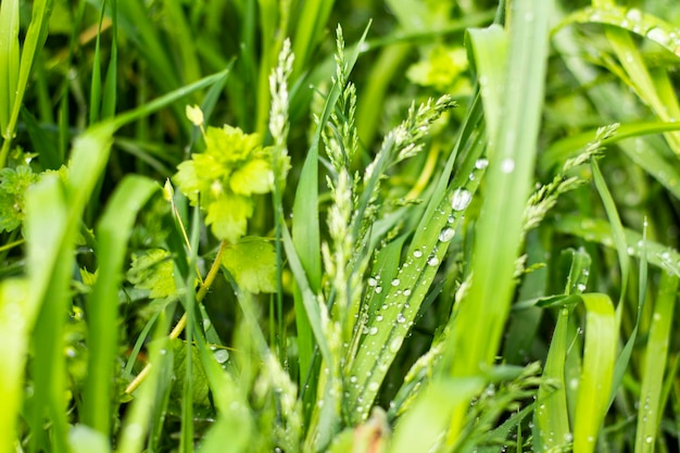 Regendruppels op het gras