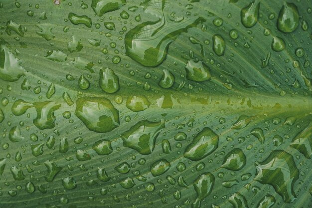 regendruppels op het groene plantblad op regenachtige dagen