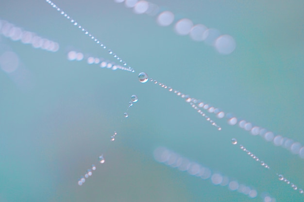 regendruppels op het spinnenweb in de natuur