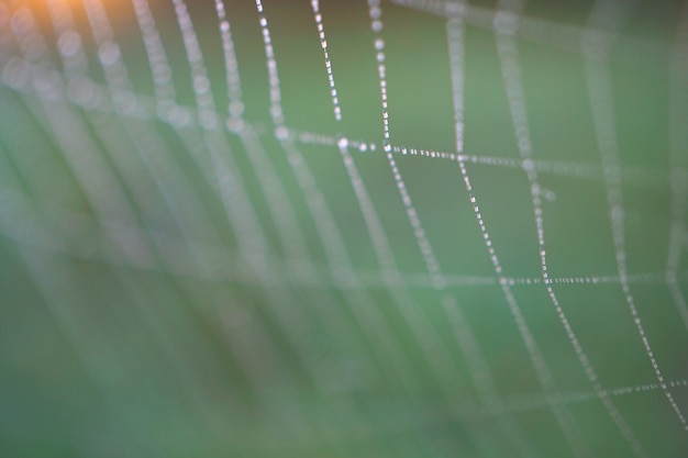 regendruppels op het spinnenweb in de natuur