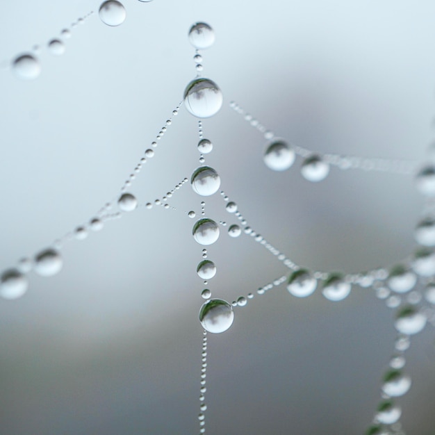 regendruppels op het spinnenweb in regenachtige dagen, abstracte achtergrond