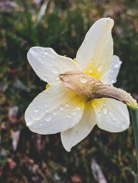 Regendruppels op mooie gele narcisbloem op de achtergrond van regenachtig land