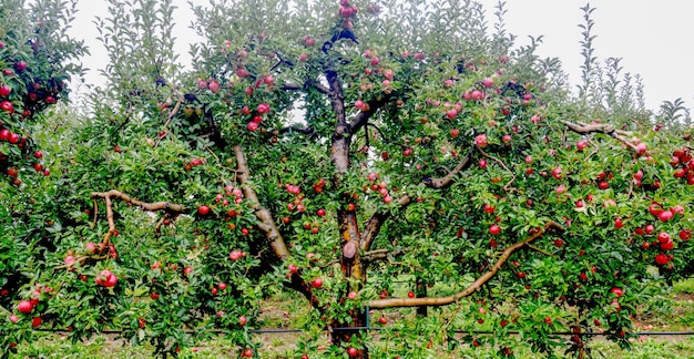 Regendruppels op rijpe appels in een boomgaard in de herfst