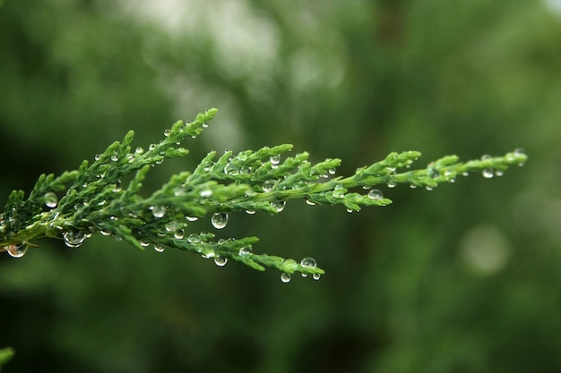 regendruppels op tak van dennenboom