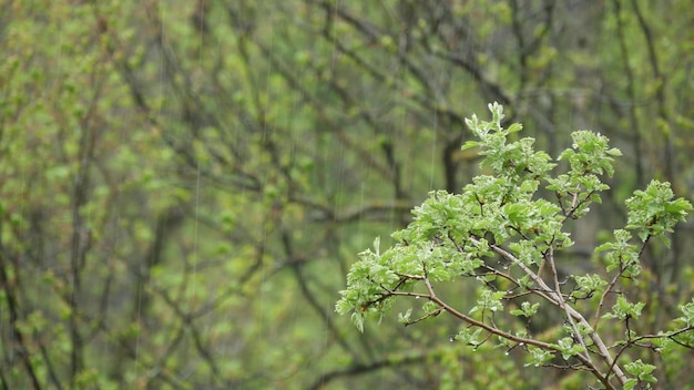 Regendruppels op vochtige bladeren in de lente bosdruppels op nat groen gebladerte