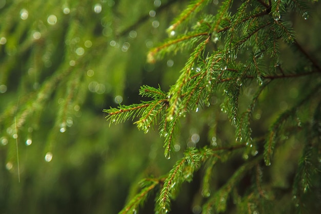 Regendruppels rennen langs een groene dennenboom in het bos