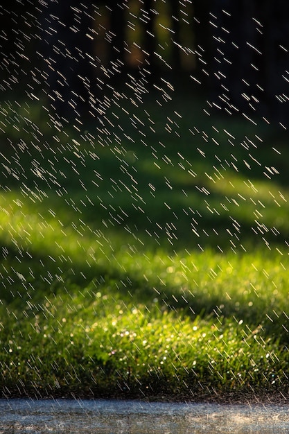 Regendruppels vallen op het groene gras in het park