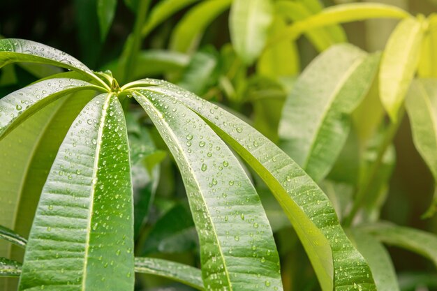 Regendruppels volgen de groene bladeren