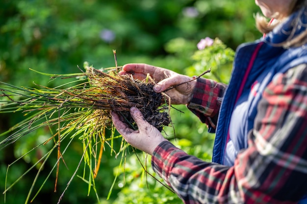 regeneratieve biologische boerin die bodemmonsters neemt en kijkt naar plantengroei in een boerderij die duurzame landbouw beoefent in australië