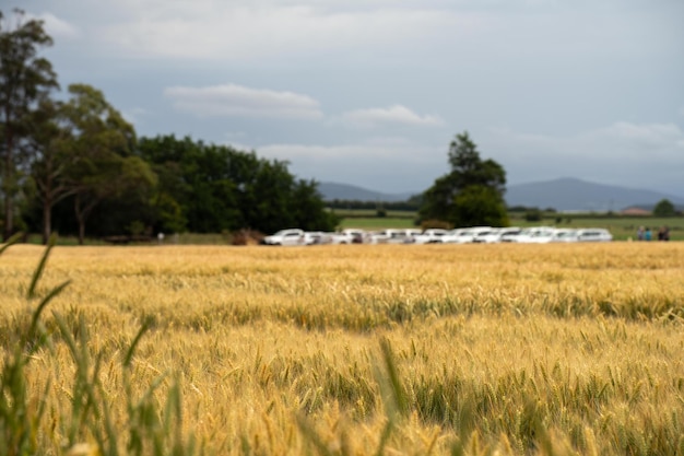 Regeneratieve landbouw boerderij die tarwe en gerst verbouwt Duurzame landbouw in Australië boerderij