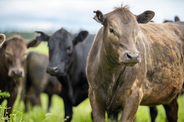 Regeneratieve stoeterij Angus wagyu Murray grijs Melk- en vleeskoeien en stieren grazen op gras en weiland in een veld De dieren zijn biologisch en worden met vrije uitloop gekweekt op een landbouwbedrijf