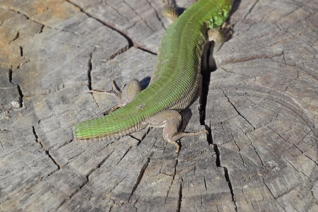 Photo regeneration of the lizards tail an ordinary quick green lizard lizard on the cut of a tree stump sand lizard lacertid lizard