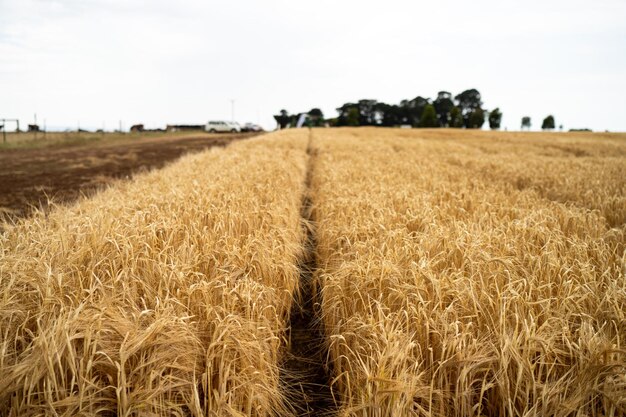 regenerative agriculture farm growing wheat and barley crop Sustainable agriculture in Australia cropping ranch