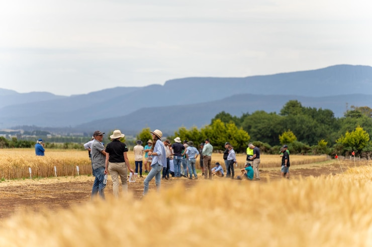 Photo regenerative organic farmer learning about cereal crops and looking at plant growth in a farm practicing sustainable agriculture