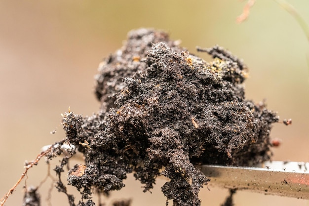 Regenerative organic farmer taking soil samples and looking at plant growth in a farm practicing sustainable agriculture