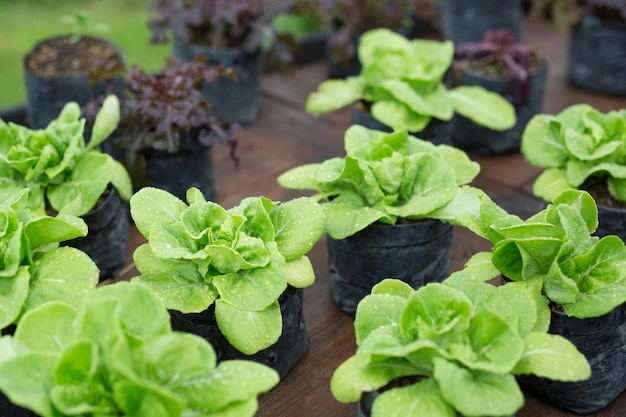 regenmist Maak vers groenteblad Slagewassen saladeplant hydrocultuur groentebladeren worden in een tuin geplant