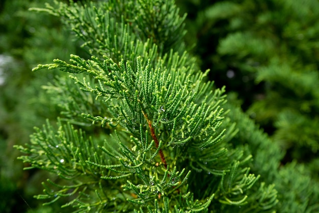 Regenwater laat het blad vallen Pijnbomen .close up