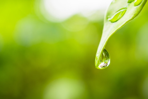 Regenwaterdruppel op groene bladclose-up natuurlijke achtergrond