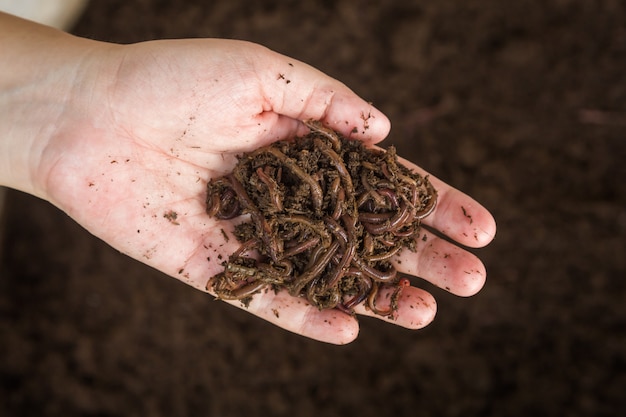 Regenworm bij de hand