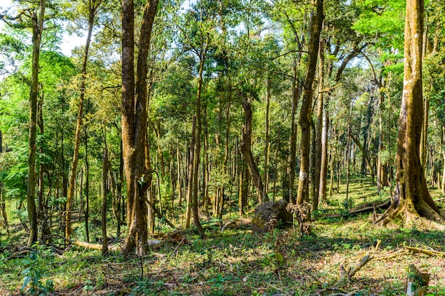 Regenwoud groene natuur met grote boom