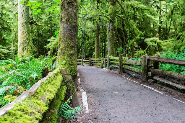 Regenwoud in Vancouver island, British Columbia, Canada