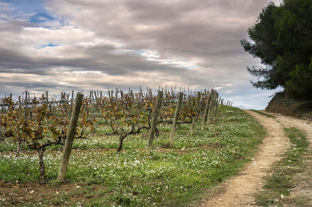 Region in Penedes in Barcelona province in Catalonia Spain