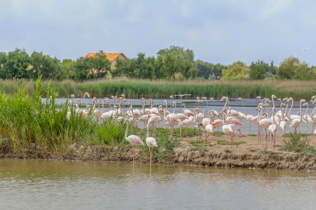 Regional Nature Park of the Camargue