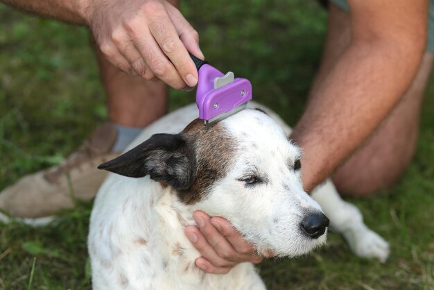 定期的な犬のグルーミング ペットの飼い主が犬の毛をブラッシング