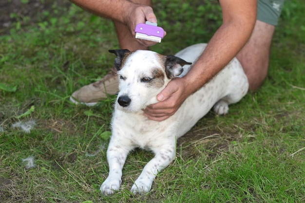 定期的な犬のグルーミング ペットの飼い主が犬の毛をブラッシング