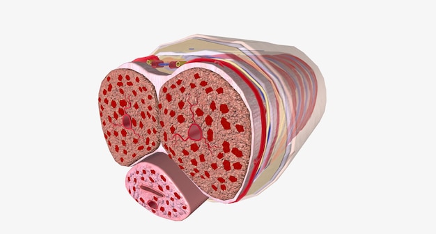 Regular Erection Penis Cross Section