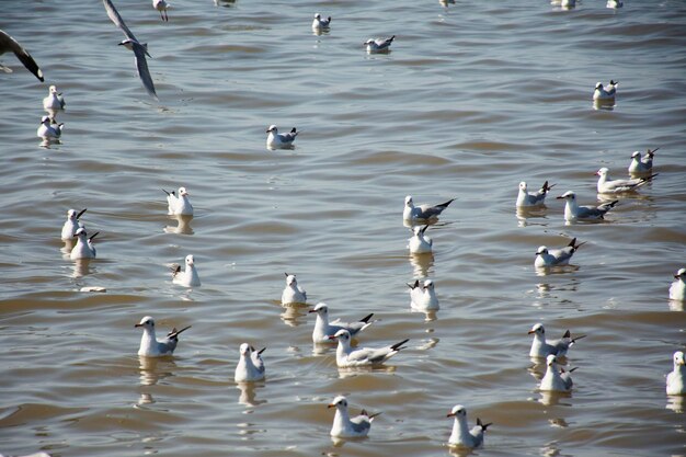 Regular seasonal movement migration of seagulls birds at Bangpu Recreation Center in bay of bangkok for thai people and foreign travelers travel visit at Samutprakarn city in Samut Prakan Thailand