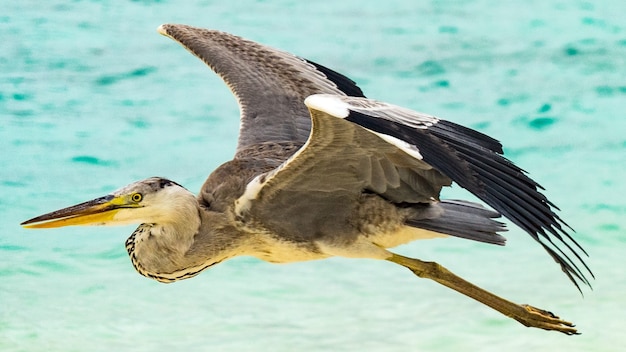 Foto reiger die over het strand in de maldiven vliegt.