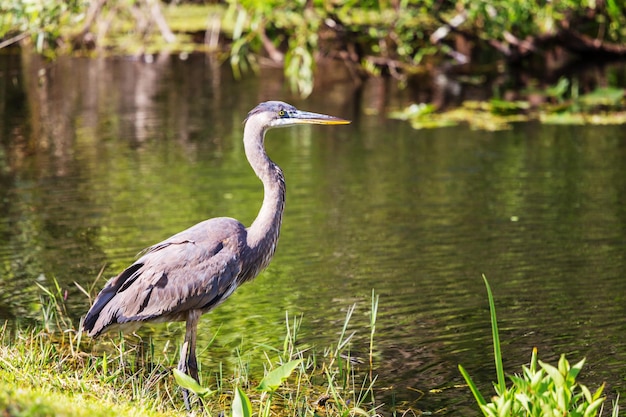 Reiger in Everglades