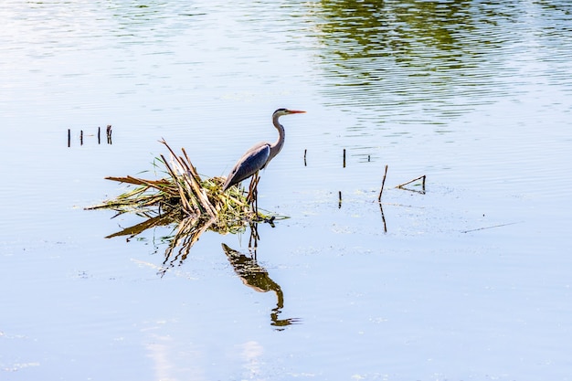 Reiger op de rivier. De weerspiegeling van de reiger in het water_