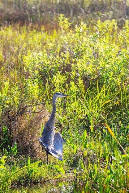 reiger