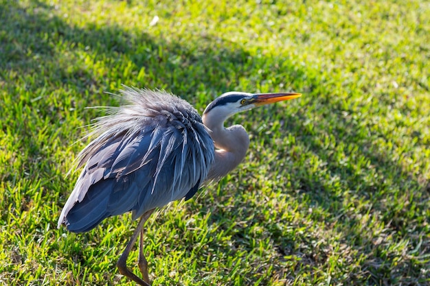 reiger