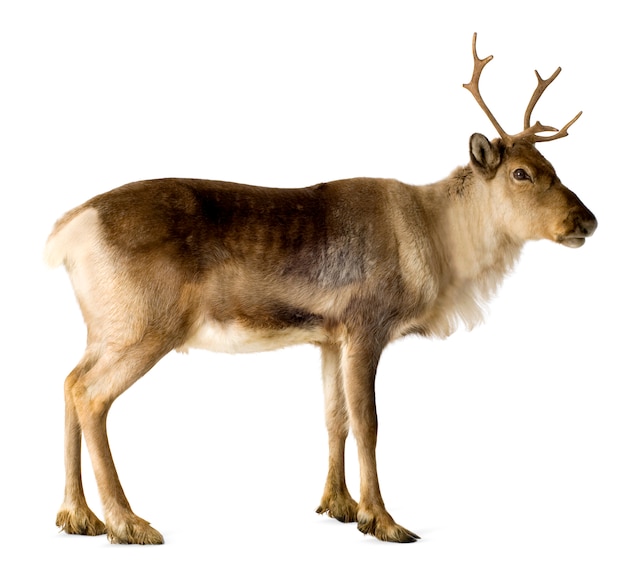 Photo reindeer (2 years) isolated