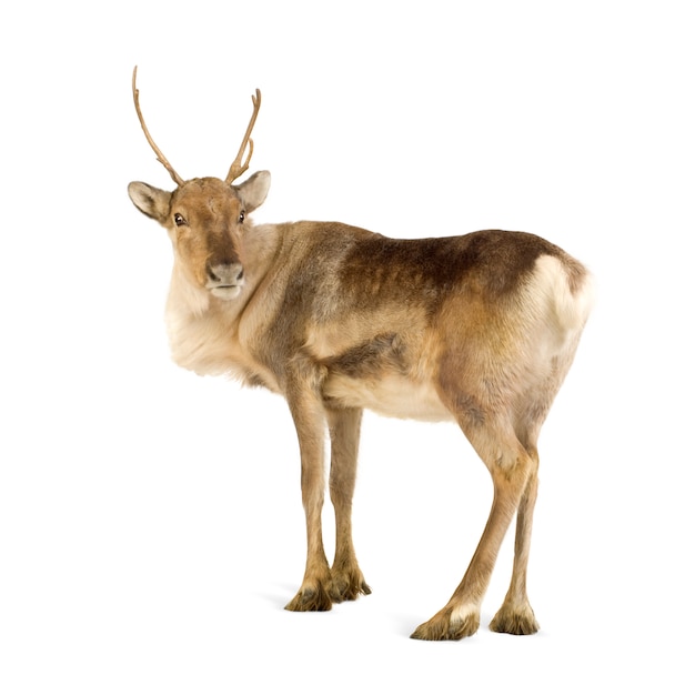 Reindeer (2 years) isolated