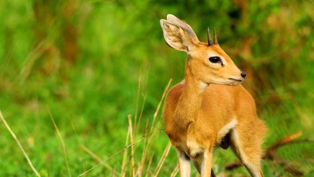 Reindeer closeup in a forest