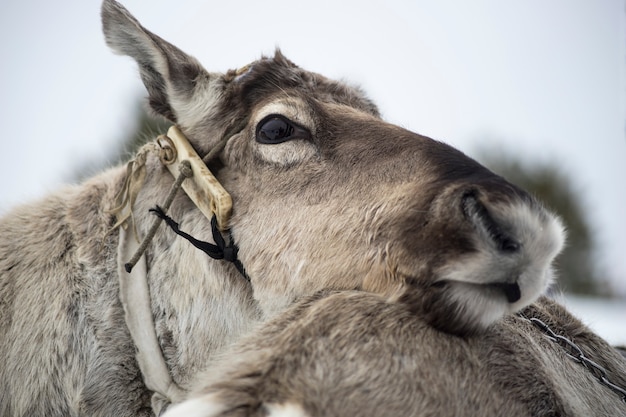 Photo reindeer closeup.