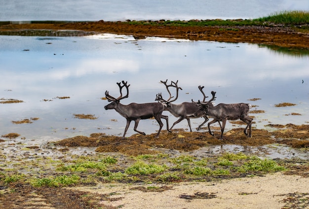 Reindeer on the coast of the sea